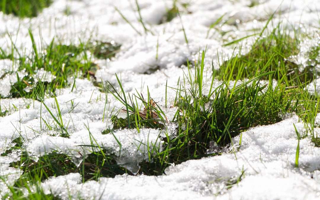 Winter Landscaping
