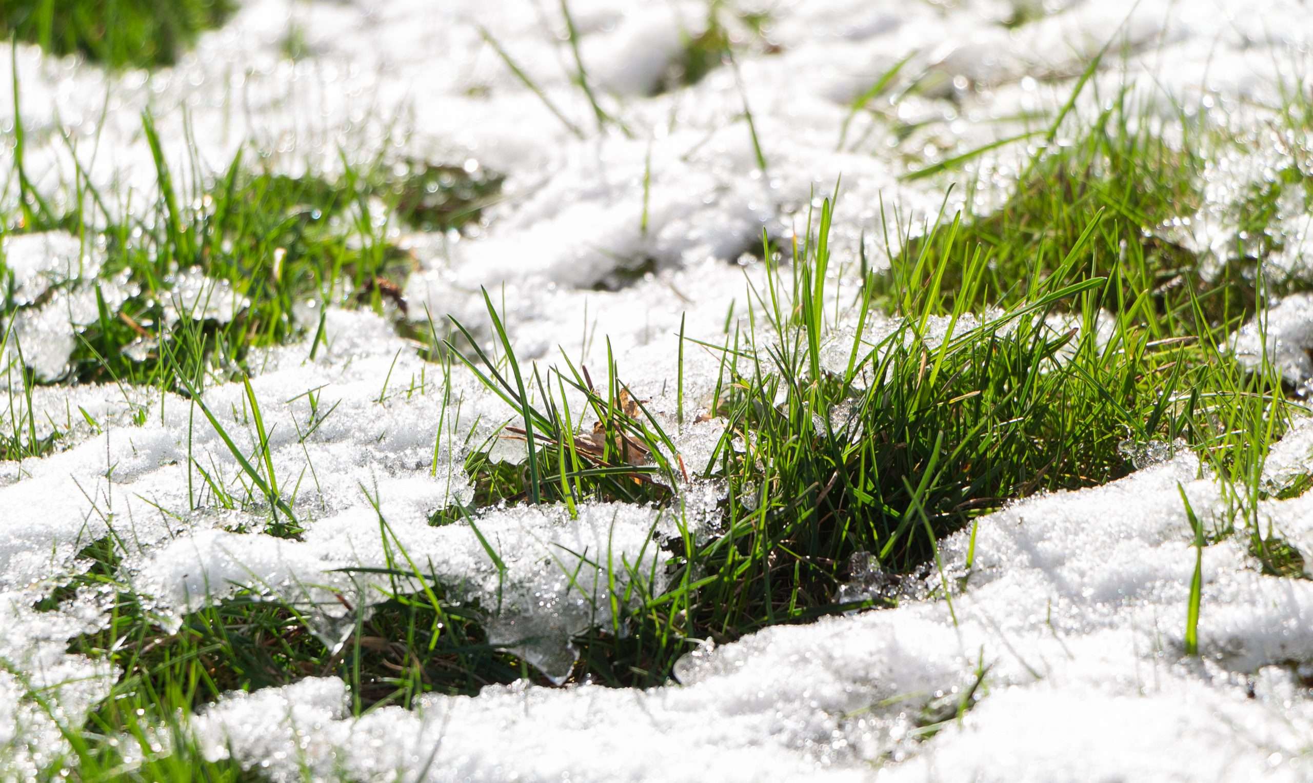 Winter Landscaping